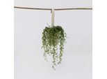 Pianta Di Piselli – Senecio Rowleyanus – Pianta Ricadente "Collana Di Perle"" – Pianta Succulenta Con Foglie Rotonde E Verdi – Facile Da Curare E Decorativa – Per Soggiorno, Ufficio E Davanzale – Altezza 10-20 Cm – Ø 12 Cm"