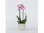 Orchidea Farfalla Phalaenopsis – Phalaenopsis Multiflora Pink – Altezza 35–45 Cm – Ø 12 Cm – Elegante Pianta Da Appartamento Con 3 Rami Fioriti – Orchidea Di Facile Manutenzione E A Fioritura Prolungata Per La Casa E L'ufficio