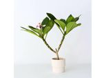 Palma Delle Hawaii – Plumeria Rubra 'Rosa' – Altezza 55–70 Cm – Ø 17 Cm – Pianta Tropicale Profumata (Frangipani) – Pianta Da Appartamento Esotica Con Boccioli Di Fiori