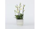 Orchidea Farfalla Phalaenopsis – Multiflora White – Altezza 35–45 Cm – Ø 12 Cm – Elegante Orchidea Bianca Con 3 Germogli Fioriti – Pianta Da Appartamento Resistente E Facile Da Curare Per La Casa E L'ufficio