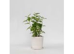 Ortensia – Hydrangea Arborescens 'Strong Annabelle' – Altezza 30–40 Cm – Ø 19 Cm – Robusto Arbusto Da Giardino Con Grandi Fiori Bianchi – Pianta Ornamentale Resistente Al Freddo E Robusta Per Giardini, Aiuole E Vasi