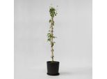 Caprifoglio – Lonicera X Heckrotti 'American Beauty' – Altezza 110–120 Cm – Ø 17 Cm – Pianta Rampicante Profumata E Resistente Al Freddo Con Fiori Rosso-Violacei – Ideale Per Giardini, Recinzioni E Pergolati