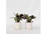 Ctenanthe Marante – Set Di 2 Ctenanthe 'Amagris' – Pianta Tropicale Da Appartamento Con Foglie Verde Argento E Parte Inferiore Viola – Purificante Dell'aria E Facile Da Curare – Per Soggiorno E Ufficio – Altezza 20-30 Cm – Ø 12 Cm