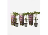 Rododendro 'Catawbiense Purple' – Set Di 3 Rododendri – Altezza 25-40 Cm – Ø 9 Cm – Piante Da Giardino Sempreverdi E Resistenti All'inverno Con Fiori Viola – Facili Da Curare Per Aiuole, Balconi E Terrazze