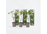 Hydrangea Paniculata "Silver Dollar"" – 3 Ortensie A Pannocchia – Altezza 25-40 Cm – Dimensioni Vaso Ø9 Cm – Piante Da Giardino Resistenti Al Freddo Con Pannocchie Di Fiori Bianchi – Fioritura Abbondante E Facile Da Curare Per Aiuole, Terrazze E Vasi"