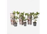 Rododendro 'Cunningham's White' – Set Di 3 Rododendri – Altezza 25-40 Cm – Ø 9 Cm – Piante Da Giardino Sempreverdi E Resistenti Al Freddo Con Fiori Bianchi – Facili Da Curare Per Aiuole, Vasi E Balconi