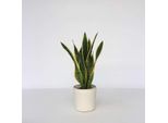 Sansevieria – Sansevieria Trifasciata ‘Laurentii’ – Altezza 60–70 Cm – Ø 17 Cm – Pianta Da Appartamento Purificatrice Dell'aria E Di Facile Manutenzione Per La Casa E L'ufficio – Pianta Verde Robusta Con Foglie Giallo-Verdi