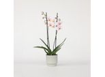 Orchidea Farfalla Phalaenopsis – Rosa – Altezza 50–60 Cm – Ø 12 Cm – Elegante Pianta Da Appartamento Con 2 Germogli Fioriti – Orchidea Longeva E Facile Da Curare Per La Casa, L'ufficio E Come Idea Regalo