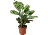 Ctenanthe Marante – Ctenanthe 'Burle-Marxii' – Altezza 25-40 Cm – Ø 12 Cm – Pianta D'appartamento Esotica Con Foglie Decorate – Pianta Tropicale Non Tossica Per La Casa E L'ufficio
