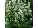 Geranium Macrorrhizum White Ness – 6 Piante Ø9Cm – Altezza 10–25Cm – Coprisuolo A Fioritura Bianca Geranio – Resistente Al Freddo E Facile Da Curare Per Aiuole E Giardini Rocciosi