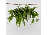 Cactus A Lama Di Sega – 2 Piante – Epiphyllum Anguliger – Altezza 30–40 Cm – Ø 15 Cm – Piante Esotiche Ricadenti Con Foglie A Spina Di Pesce – Piante Da Appartamento Decorative E Facili Da Curare