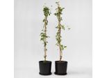 Caprifoglio – 2 Piante – Lonicera Heckrotti 'American Beauty' – Altezza 110–120 Cm – Ø 17 Cm – Pianta Rampicante Profumata E Resistente Al Freddo Con Fiori Rosso-Violacei – Ideale Per Giardini, Recinzioni E Pergolati