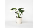 Alocasia Cucullata – Altezza 70–80 Cm – 19 Cm – Foglia A Forma Di Orecchio Di Elefante Con Grandi Foglie Verdi – Pianta Tropicale Da Appartamento Per Luoghi Luminosi – Pianta Facile Da Curare, Che Purifica L'aria