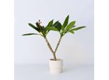 Plumeria Rubra – Palma Delle Hawaii / Frangipani – Altezza 55–70 Cm – Ø 17 Cm – Pianta Tropicale Da Interno E Da Terrazzo Con Fiori Profumati – Elemento Decorativo Esotico Per Interni Ed Esterni