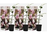 Magnolia Magnolia – 3 Piante – Magnolia 'Soulangeana' – Altezza 25-40 Cm – ⌀9 Cm – Pianta Primaverile Resistente Al Freddo Con Fiori Rosa Profumati – Pianta Da Giardino E Arbusto Ornamentale