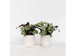 Ctenanthe Burle-Marxii ‘Amagris’ – 2 Piante Maranta – Altezza 25–35 Cm – Ø 14 Cm – Piante Tropicali Da Appartamento Con Foglie Grigio-Verdi E Lato Inferiore Viola – Facili Da Curare E Purificatrici Dell'aria