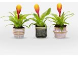 Tillandsia Vriesea ‘Dorado’ – 3 Piante – Spada Fiammeggiante – Altezza 15–25 Cm – Ø 7 Cm – Piante Da Appartamento Esotiche Con Fiori Giallo-Arancio – Facili Da Curare E Purificatrici Dell'aria