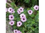 Geranium Cinereum Ballerina – 48 Piante – Ø9 Cm – Altezza 10-25 Cm – Pianta Perenne Resistente Al Freddo – Fiori Rosa Pallido – Facile Da Curare Per Giardini Rocciosi, Aiuole E Vasi