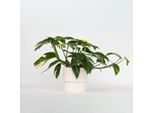 Epipremnum Goldfinger – Dracaena 25–35 Cm Ø17 Cm – Pianta Da Appartamento Esotica Con Foglie Giallo-Verdi – Facile Da Curare E Purificatrice Dell'aria – Ideale Per Scaffali, Armadi E Vasi Sospesi