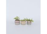 Venere Acchiappamosche – 3 Piante – Dionaea Muscipula – Pianta Carnivora – Altezza 5–15 Cm – Vaso Ø 6 Cm – Pianta Carnivora Per La Casa E Il Terrario – Facile Da Curare E Affascinante