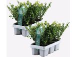 Agrifoglio Giapponese Ilex Crenata Jenny – 12 Piante – Piante Da Siepe Sempreverdi In Sostituzione Del Bosso – Altezza 10–20 Cm – Ø 9 Cm – Resistenti Al Freddo E Di Facile Manutenzione – Per Giardini, Aiuole E Vasi