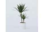 Dracaena Drachenbaum – Dracaena Marginata – Altezza 70–80 Cm – Ø 17 Cm – Pianta Da Appartamento Robusta Con Foglie Dai Bordi Rossi – Pianta Verde Facile Da Curare E Purificatrice Dell'aria Per La Casa E L'ufficio