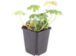 Geranium Macrorrhizum Bevan's Variety – 12 Piante – Ø9Cm – Altezza 10-25Cm – Pianta Perenne Tappezzante Resistente Al Freddo – Fiori Rosa – Facile Da Curare Per Aiuole E Giardini