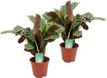 Ctenanthe ‘Burle-Marxii’ – 2 Piante Maranta – Altezza 30–40 Cm – Ø 14 Cm – Piante Tropicali Da Appartamento Con Foglie Decorate – Facili Da Curare E Non Tossiche Per Gli Animali Domestici