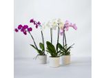 Phalaenopsis Orchidea Farfalla Mix Da 3 – Altezza 50–60 Cm Ø12 Cm – Eleganti Orchidee Da Appartamento In Bianco, Rosa E Viola – Lunga Durata, Facile Manutenzione, Fioritura Ripetuta, Per La Casa E L'ufficio