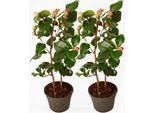 Rosa Giapponese – 2 Piante – Camellia Japonica ‘Dr. King’ – Altezza 50–60 Cm – Ø 15 Cm – Pianta Da Giardino Sempreverde E Resistente Al Freddo Con Fiori Rosa-Rossi – Camelia A Fioritura Precoce Per Giardini E Terrazze