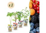 Set Di Piante Da Frutto 8 Piante Altezza 30 Cm Ø9 Cm – Ribes Rosso Lampone Giallo Mora Nera Mirtillo – Resistente Al Freddo