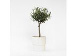 Olivo Olea Europaea – Altezza 50–60 Cm – Ø 14 Cm – Albero Mediterraneo Sempreverde Per Giardini, Terrazze E Balconi – Olivo Resistente Al Freddo E Di Facile Manutenzione Con Fogliame Verde-Argento