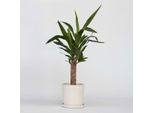 Yucca Elephantipes – Altezza 50–60 Cm – 14 Cm – Palmetto Facile Da Curare Con Fusto Robusto – Pianta Da Appartamento Molto Apprezzata Per Ambienti Luminosi – Palma Tropicale Yucca Con Eleganti Foglie Verdi
