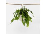 Cactus A Lama Di Sega – Epiphyllum Anguliger – Altezza 30–40 Cm – Ø 15 Cm – Pianta Esotica Ricadente Con Foglie A Spina Di Pesce – Pianta Da Appartamento Facile Da Curare E Succulenta Che Purifica L'aria