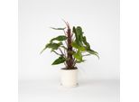 Philodendron Red Emerald – Altezza 70-80 Cm – 19 Cm – Pianta Da Appartamento Verde Con Steli Rossi – Pianta Rampicante Di Facile Manutenzione Per Posizioni Semiombreggiate – Pianta Tropicale Purificatrice Dell'aria Per Interni