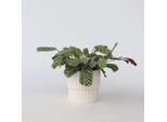 Ctenanthe ‘Burle-Marxii’ – Maranta – Altezza 30–40 Cm – Ø 14 Cm – Pianta Tropicale Da Appartamento Con Foglie Decorate – Facile Da Curare E Non Tossica Per Gli Animali Domestici