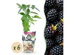 More Senza Spine Rubus Fruticosus Resistenti Al Freddo 6 Piante Ø9Cm Altezza 30Cm – More Succose Per Giardino, Aiuola, Balcone E Terrazza