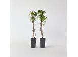 Ortensia Hydrangea – 2 Piante – Hydrangea Anomala Petiolaris – Altezza 60–70 Cm – Ortensia Rampicante Con Fiori Bianchi – Pianta Rampicante A Crescita Rapida E Resistente Al Freddo – Per Giardini, Recinzioni E Schermature