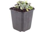 Anaphalis Triplinervis – 12 Piante Piantina Argentata – Fiori Bianchi Estivi – 10-25 Cm – Ø 9 Cm – Piantina Resistente Al Freddo Per Aiuole Soleggiate E Giardini Rocciosi