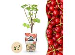 Ribes Rosso Ribes Rubrum Jonkheer Van Tets Resistente Al Freddo 3 Piante Ø9Cm Altezza30Cm – Ribes Produttivo Per Giardino, Balcone E Terrazza