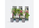 Hydrangea Paniculata Pink Lady – 3 Piante – Altezza 25–40 Cm – Ø 9 Cm – Ortensia A Pannocchia Resistente All'inverno Con Fiori Bianchi E Rosa – Pianta Da Giardino Facile Da Curare Per Aiuole E Vasi