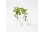 Set Di Viti – 2 Piante – Vitis Vinifera "Himrod"" E ""Vanessa"" – Altezza 60-75 Cm – Ø 21 Cm – Uva Bianca E Rossa – Varietà Resistenti Al Freddo E Autoimpollinanti Per Giardino E Terrazza"