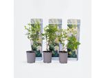 Hydrangea Paniculata Phantom – 3 Piante – Altezza 25–40 Cm – Ø 9 Cm – Ortensia A Pannocchia Resistente Al Freddo Con Fiori Bianchi E Rosa – Pianta Da Giardino Facile Da Curare Per Aiuole E Vasi