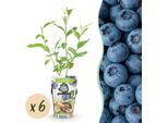 Mirtillo Vaccinium Corymbosum Goldtraube Resistente Al Freddo 6 Piante Ø9Cm Altezza30Cm – Mirtillo Ad Alto Rendimento Per Giardino, Balcone E Terrazza
