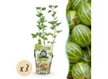 Uva Spina Verde Ribes Uva-Crispa Hinnonmaki Verde Resistente Al Freddo 3 Piante Altezza 30 Cm Ø9 Cm – Per Giardino, Aiuola, Balcone E Terrazza