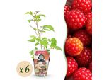 Bacca Giapponese Rubus Phoenicolasius Resistente Al Freddo 6 Piante Altezza 30 Cm Ø9 Cm – Bacche Rosse – Pianta Da Frutto Esotica Per Giardino, Aiuola, Balcone E Terrazza
