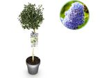 Ceanothus Impressus Victoria Ø19Cm Altezza90Cm – Pianta Da Terrazzo Sempreverde Con Fiori Viola – Arbusto Ornamentale Resistente Al Freddo Per Balconi E Giardini