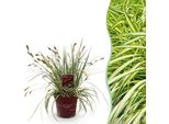 Erba Ornamentale Carice Carex Oshimensis Evergold – Variegata Giallo-Verde – Sempreverde E Resistente Al Freddo – Altezza Circa 50 Cm – 17 Cm – Per Aiuole, Vasi E Balconi
