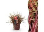Erba Ornamentale Uncinia Rubra Everflame – Erba Mogano Rossa – Sempreverde E Resistente Al Freddo – Altezza Circa 50 Cm – 17 Cm – Erba Dai Colori Intensi Per Aiuole E Vasi