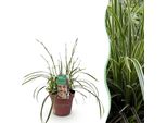 Erba Ornamentale Carice Carex Morrowii Ice Dance – Variegata Bianco-Verde – Sempreverde E Resistente Al Freddo – Altezza Circa 50 Cm – 17 Cm – Facile Da Curare Per Aiuole E Vasi